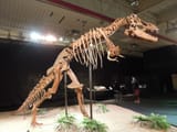 Dinosaurium,_Tarbosaurus_bataar_8