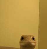 lzrd