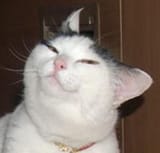 Smug