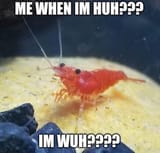 wh