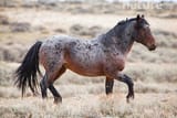 bay_roan