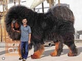 Manlytears shows off his new puppy