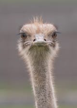 ostrich2