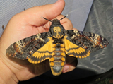 skullmoth