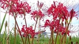 SpiderLily