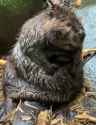 Fat bastard beaver_thumb.jpg
