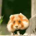hamster-explosion_thumb.jpg