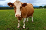brown-Guernsey-cow