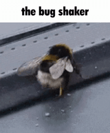 bug shaker