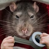 kidnaprat