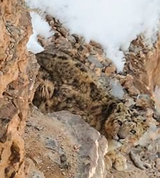 snep