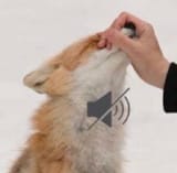 fox shush