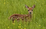 deer pictures (2)