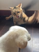 cat hate