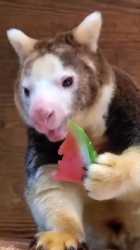 ferret_thumb.jpg