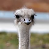 22xp-ostrich-fvmb-mediumSquareAt3X