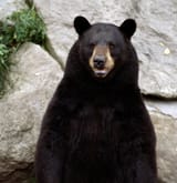 3937994-bear(1)