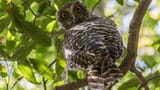 Australian Owl
