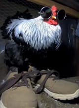 chikky