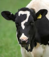 confused cow