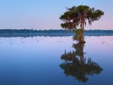 cypress-tree-lake-martin-louisiana