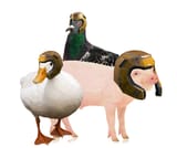 quack hampigeons