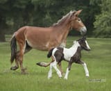 MuleMom-MJB-2332-3A