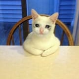 Sad cat