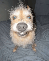 dogcrazy