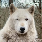 wink