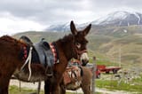 Monti-Sibillini-National-Park-Donkeys