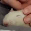 booba awooga rat_thumb.jpg