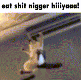 catgif13