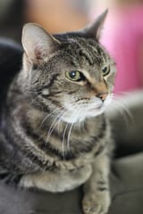 Katto 