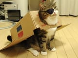 Venom Cat
