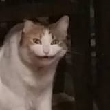 1626903408818