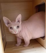 cat073