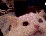 cat-scream