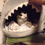 catsurprised