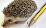 pencil