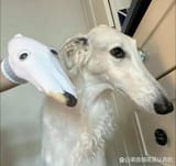 sockzoi