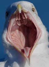 gull