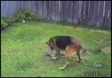 shovel dog