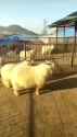 Sheep Heems Man_thumb.jpg