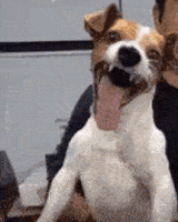 laugh-dog