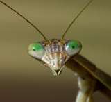 Face_of_Praying_Mantis