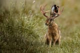 16064054_web1_web-jackalope4-copy-2282761527