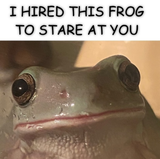 starefrog