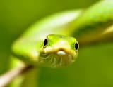 staresnake