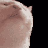 1739529439311663